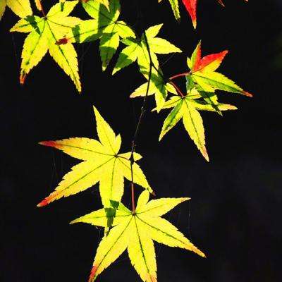 炎黄战纪